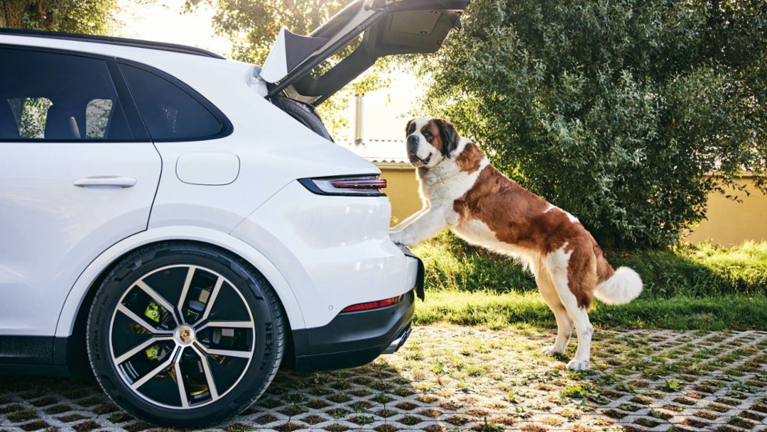 Der beste Freund sitzt hinten